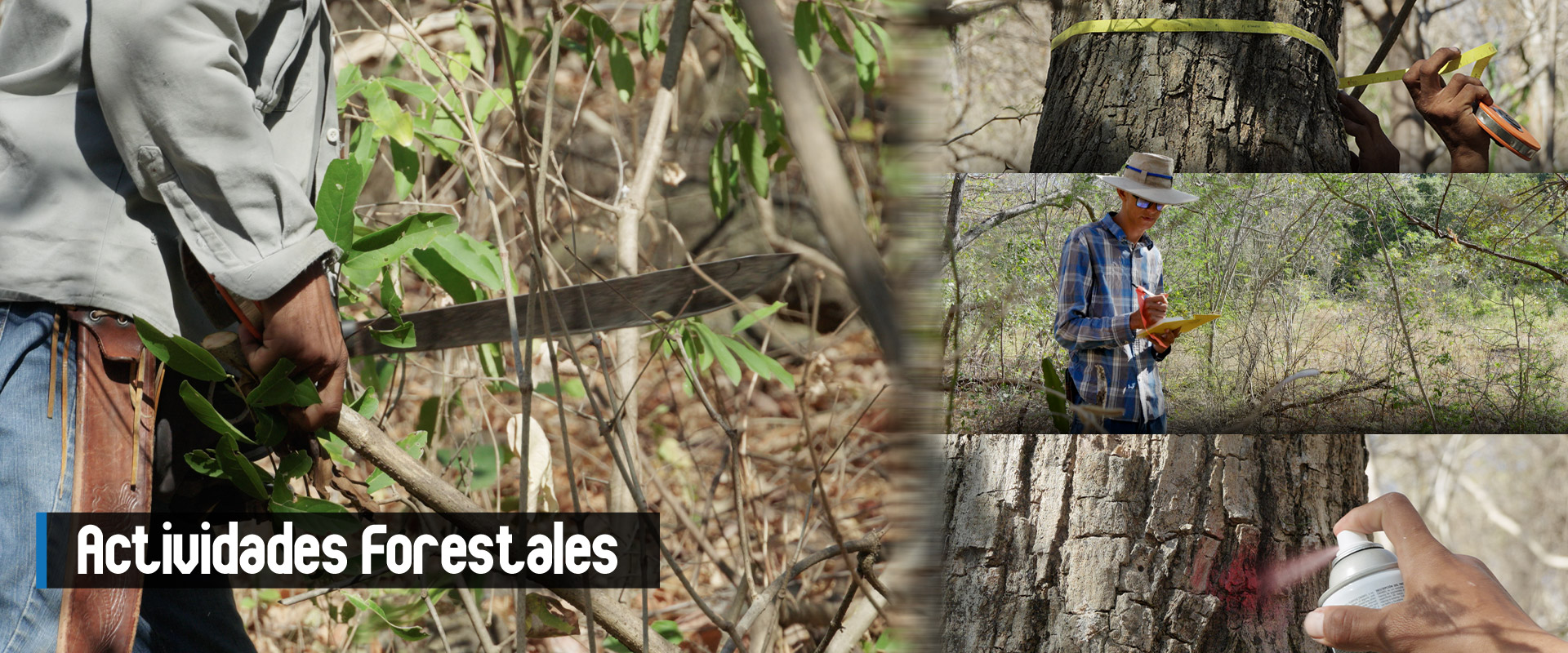 10T-ACTIVIDADES FORESTALES-01